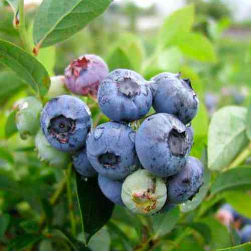 Саженцы голубики Блюетта (черенкованный) - 3-летний Черновцы