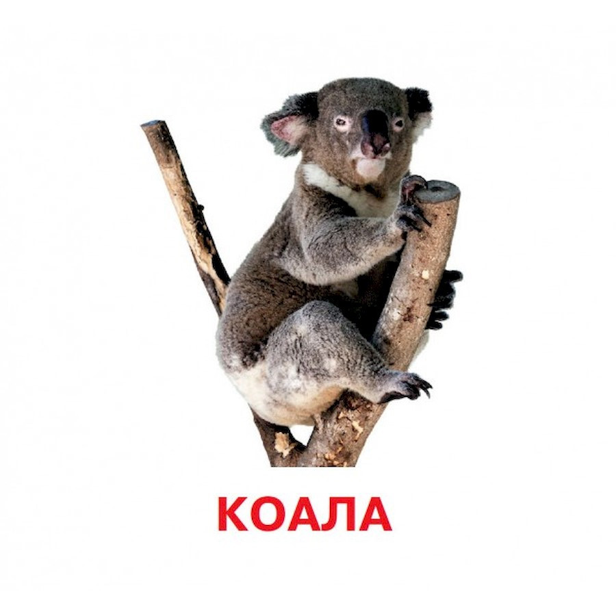 Развивающие карточки для детей Дикие животные J011y, 18 картинок Винница - изображение 2