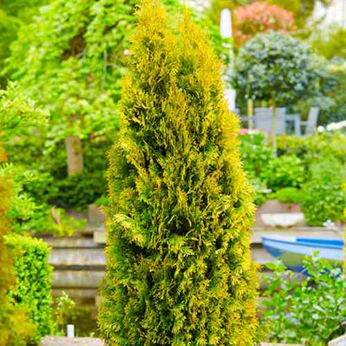 Саджанці туї Янтар Чернівці