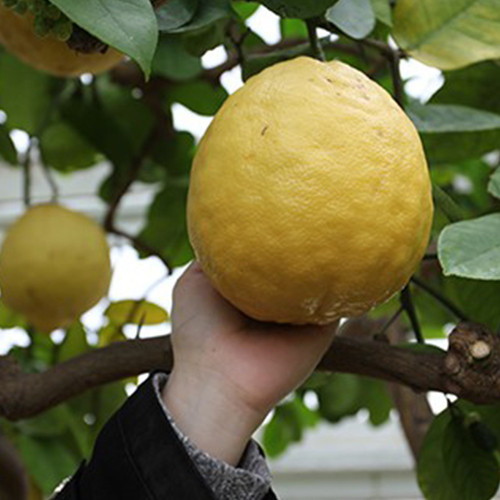 Саджанці лимона Пандероза (черенкований) - 1-річний Чернівці - фото 1