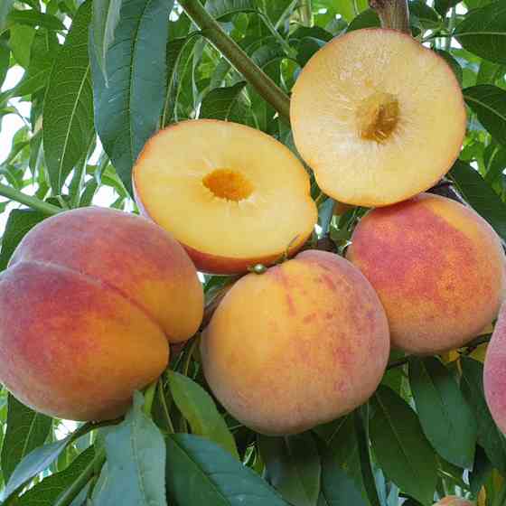 Саджанці персика Твард Тардив Т2 (привитий) - 1-річний Чернівці