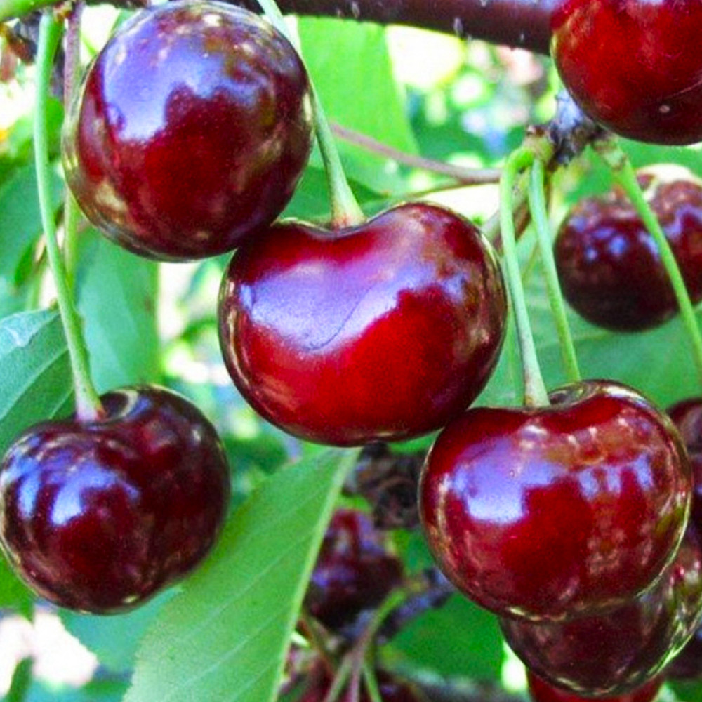 Саджанці вишні Відродження (привитий) - 2-річний Чернівці - фото 1