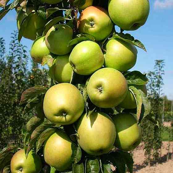 Саженцы колоновидной яблони Президент (привитый) - 2-летний Черновцы