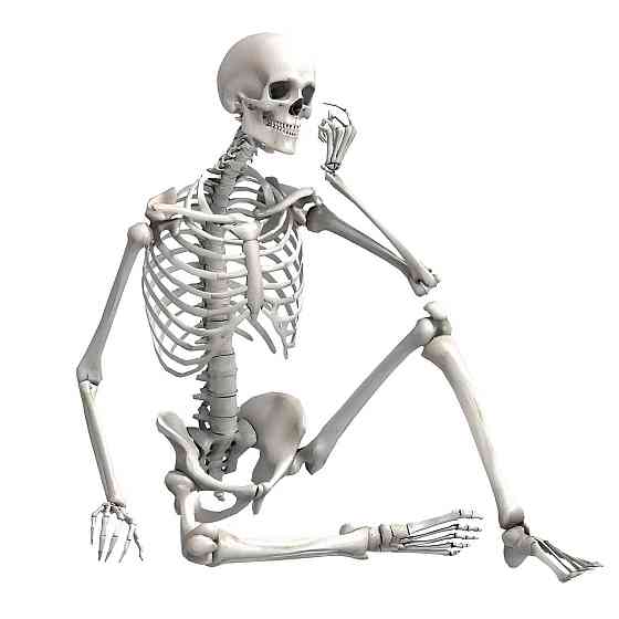 Велика модель скелета RESTEQ деталізована фігурка скелета анатомічний скелет людини 90см Київ