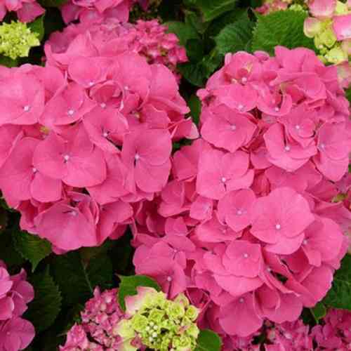 Саджанці гортензії Сибіла (черенкований) - 2-річний Чернівці