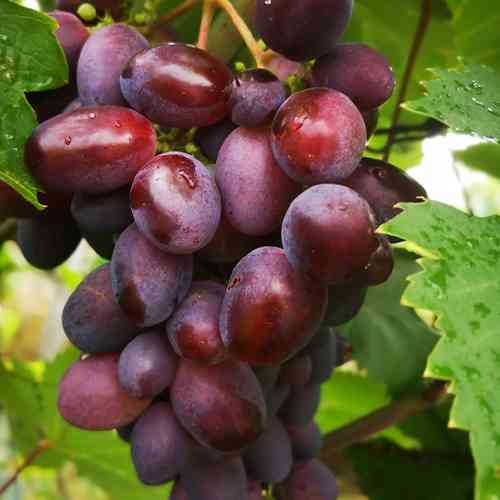 Cаджанці винограду Олімп (черенкований) - 2-річний Чернівці