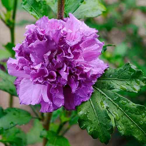 Саженцы гибискуса Французское Фиолетовое Кабаре (черенкованный) - 2-летний Черновцы