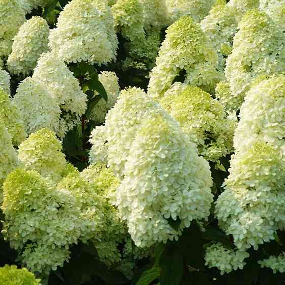 Саджанці гортензії Полар Бір (волотиста) (черенкований) - 2-річний Чернівці