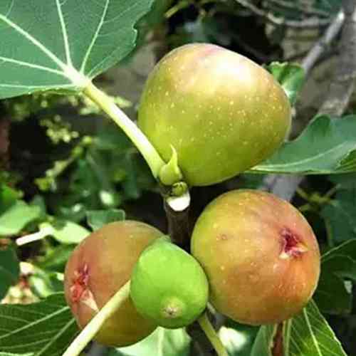 Саженцы инжира Вердал - 1-летний Черновцы