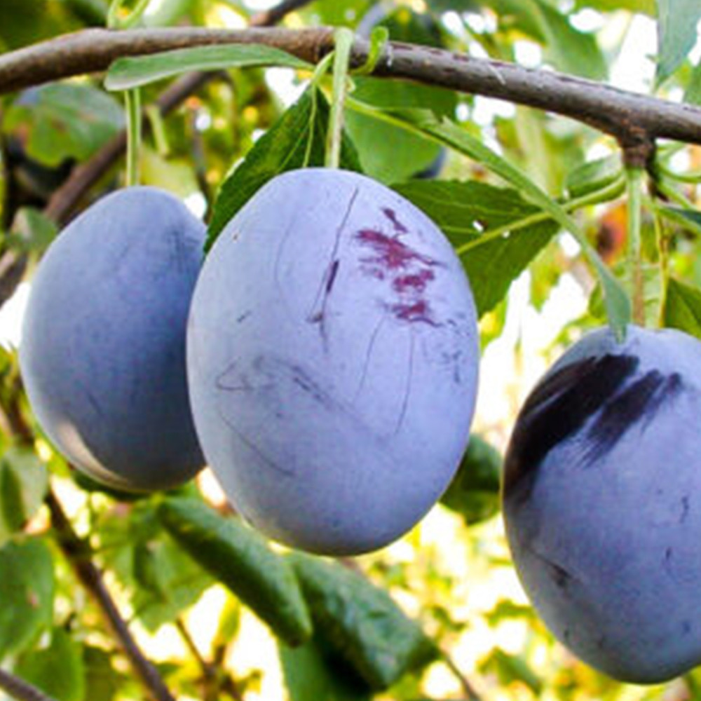 Саджанці сливи Герман (привитий) - 1-річний Чернівці - фото 2