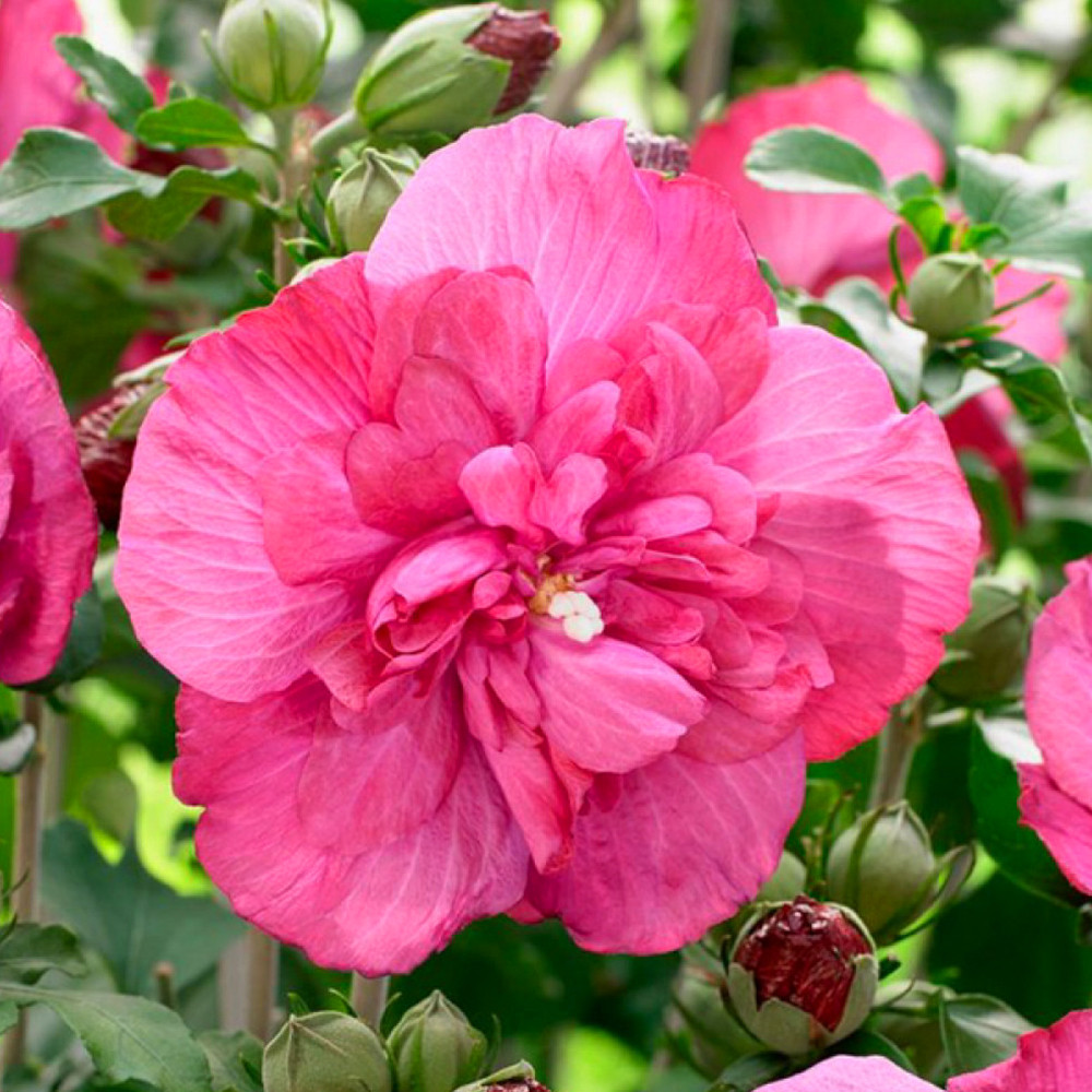 Саженцы гибискуса Фридом (черенкованный) - 2-летний Черновцы - изображение 3