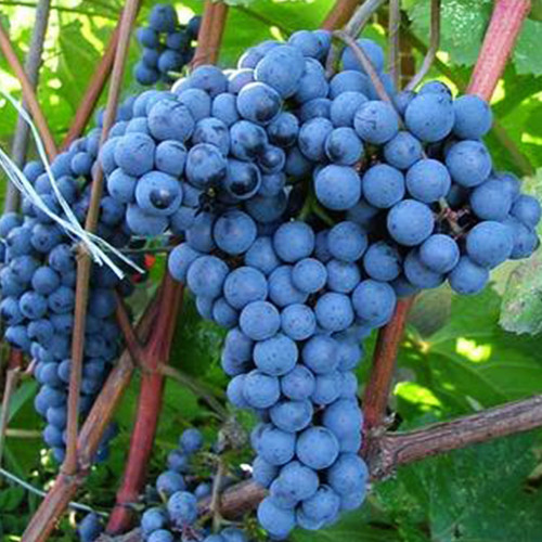 Cаджанці винограду Адель (черенкований) - 1-річний Чернівці - фото 1