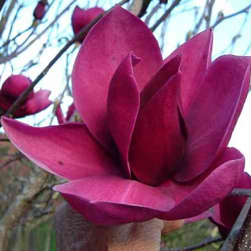 Саджанці магнолії Клеопатра (привитий) - 3-річний Чернівці