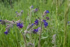 Валовик полевой (Анхуза польова) 100г master sem Киев - изображение 1