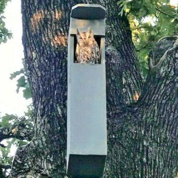 Домик для совы 