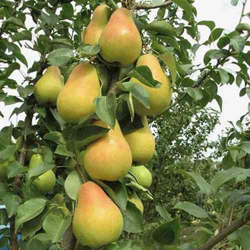 Саженцы груши Наталка (привитый) - 1-летний Черновцы