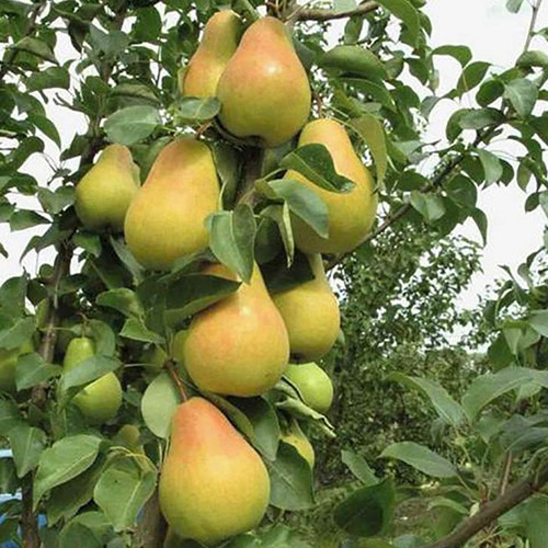 Саженцы груши Наталка (привитый) - 1-летний Черновцы - изображение 1