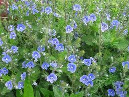 Вероніка лікарська (Вероника лекарственная)100г master sem Киев - изображение 1