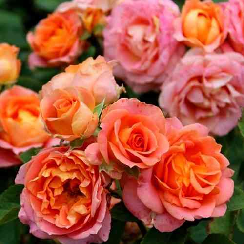 Саджанці троянд Вів'єн Вествуд (привитий) - 2-річний Чернівці