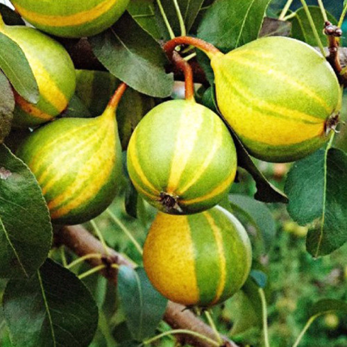 Саджанці груші азіатської Писанка (привитий) - 2-річний Чернівці - фото 3