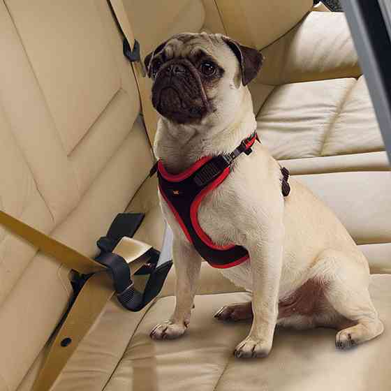 Ремінь безпеки для собак Ferplast Dog Travel Belt (Ферпласт Дог Тевел Белт) Запоріжжя