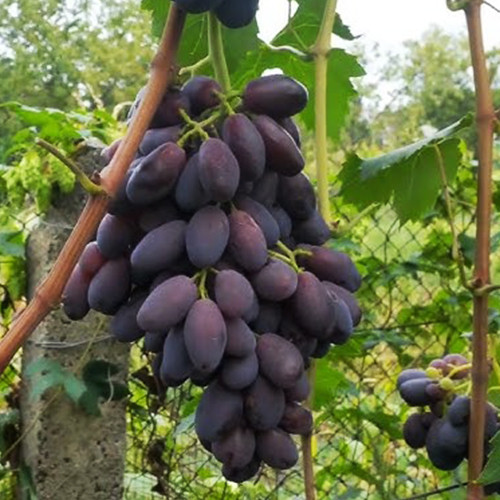 Саженцы винограда Джекпот (черенкованный) - 1-летний Черновцы - изображение 1