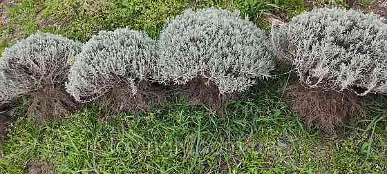 Курупномірні кущі лаванди 80 см в діаметрі для озеленення та ландшафтного дизайну. Ірпінь