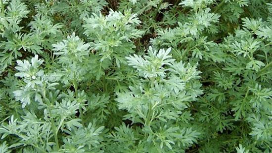 Полин гіркий (Полынь горькая) 100г master sem Киев - изображение 1