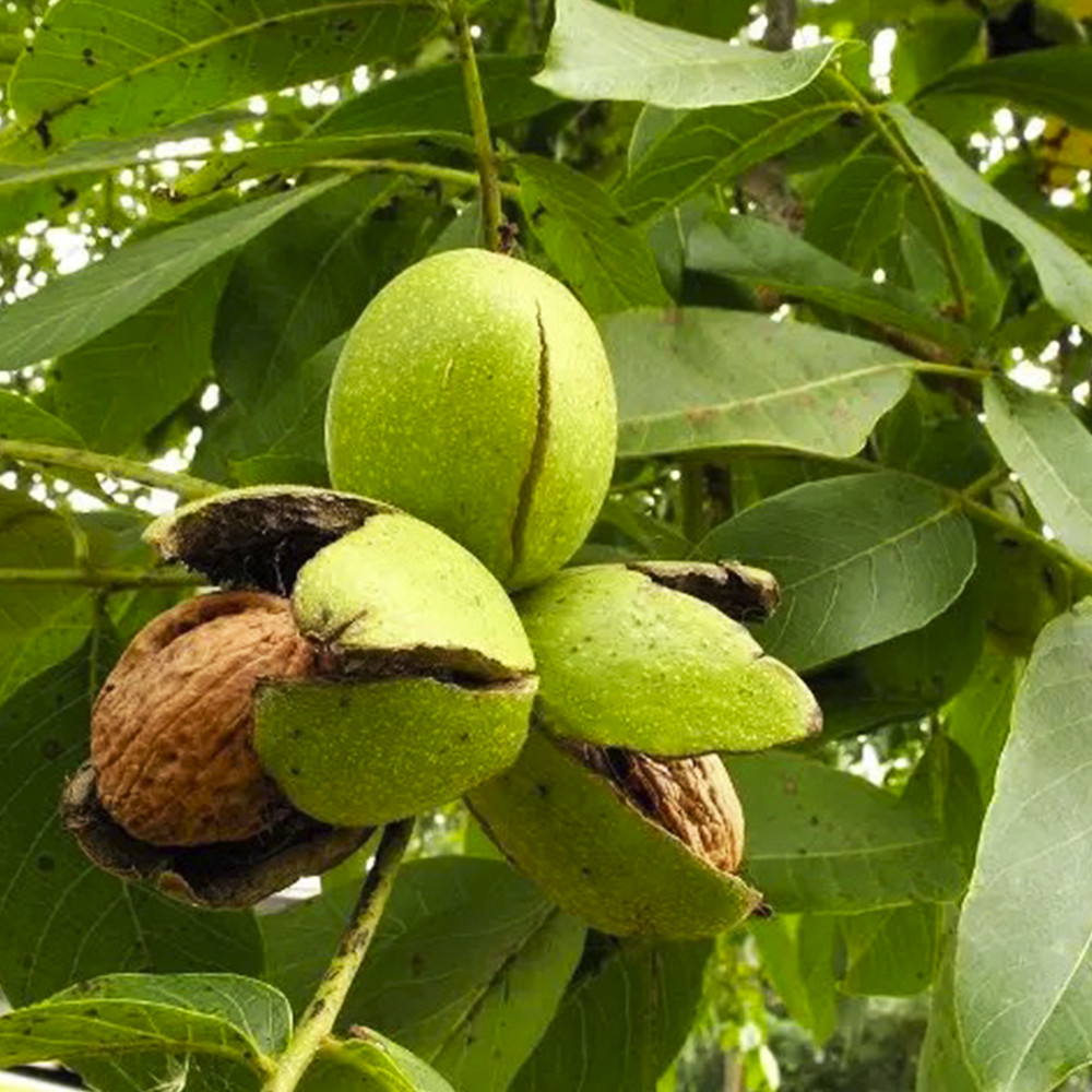 Саженцы грецкого ореха Буковинская Бомба - 3-летний Черновцы - изображение 3