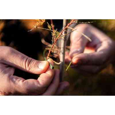 Стяжка Neo Tools 50шт, пластик, 4.8х160мм, зелена (15-979) Вінниця