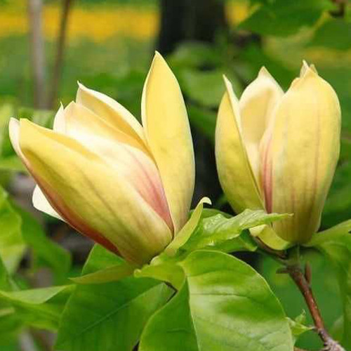 Саджанці магнолії Сенсейшн (черенкований) - 2-річний Чернівці - фото 1