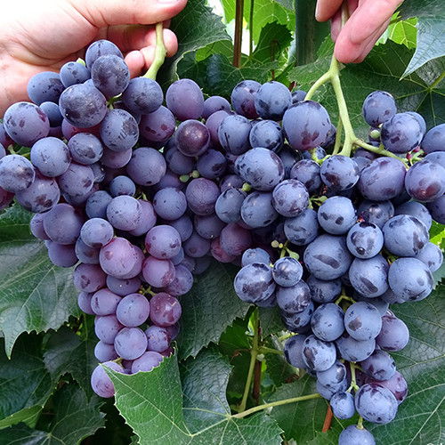 Cаджанці винограду Чорний Ворон (черенкований) - 2-річний Чернівці - фото 1