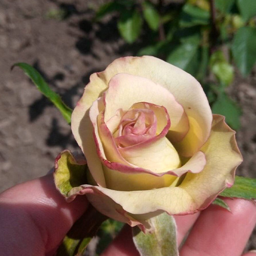 Саженцы роз Ольга (привитый) - 2-летний Черновцы - изображение 1