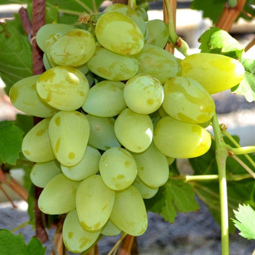 Саженцы винограда Бажена (черенкованный) - 1-летний Черновцы - изображение 1