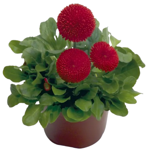 Маргаритка (стокротка) багаторічна Тассо червона 10шт Професійне насіння Житомир - фото 3