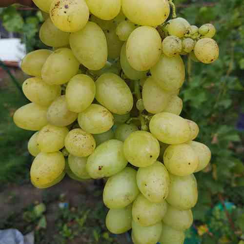 Cаджанці винограду Надія Аксайська (черенкований) - 2-річний Чернівці