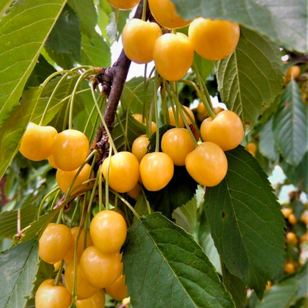 Саженцы черешни Крупноплодная Желтая (привита) - 2-летний Черновцы - изображение 2