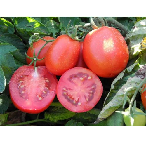 Томат Бріксол F1 кущовий сливка 10шт Професійне насіння Житомир