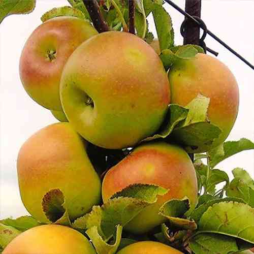 Саджанці яблуні Ренет Золотий (привитий) - 2-річний Чернівці