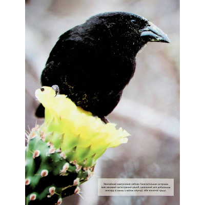 Книга Велика книга тварин - Клаудія Мартін Vivat (9786171704794) Винница - изображение 5