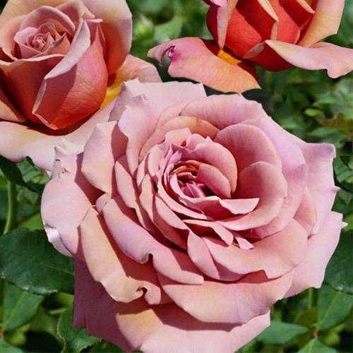 Саджанці троянд Коко (привитий) - 2-річний Чернівці - фото 1