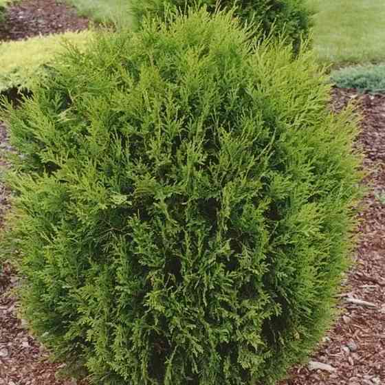 Саженцы западной туи Ховей Черновцы