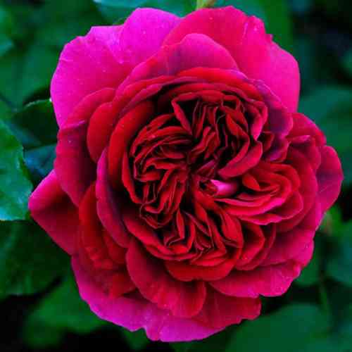 Саджанці троянд Дарк (привитий) - 2-річний Чернівці