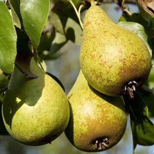 Саженцы груши Отечественная (привитый) - 2-летний Черновцы