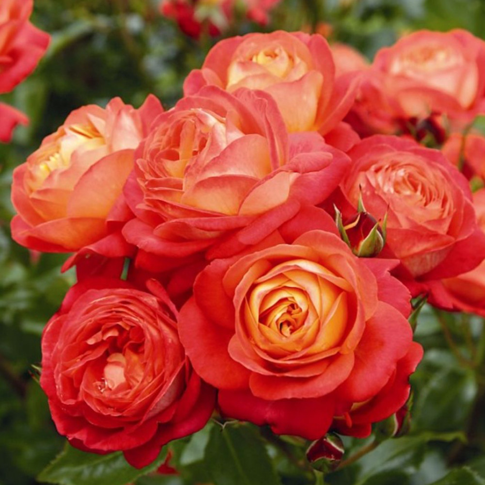 Саджанці троянд флорибунда Мідсаммер (привитий) Чернівці - фото 2