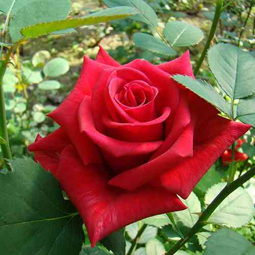 Саджанці троянд Кардинал (привитий) - 2-річний Чернівці
