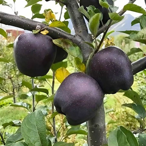 Саджанці яблуні Бриліант (привитий) - 2-річний Чернівці - фото 1