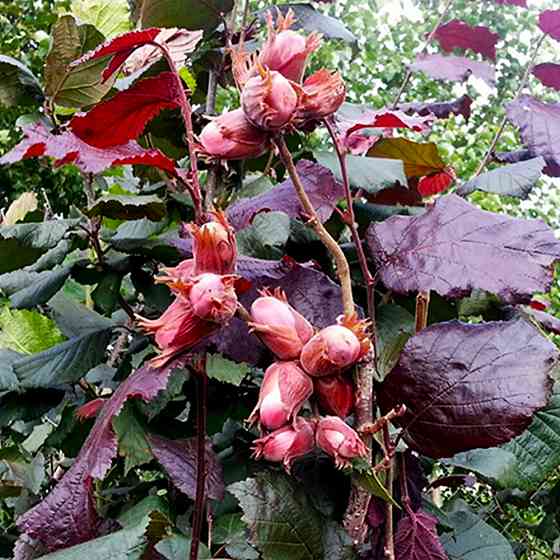 Саженцы фундука Варшавский (отводок) - 3-летний Черновцы