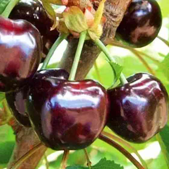 Саджанці черешні Дивовижна (привитий) - 2-річний Чернівці