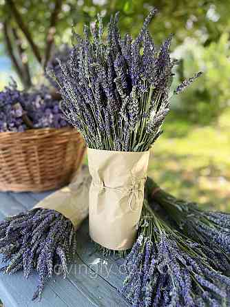 Трирічні саджанці лавандину Grosso (діаметр куща до 50 см) Ірпінь